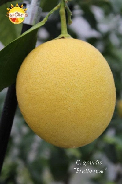 C. grandis Frutto rosa2 - 